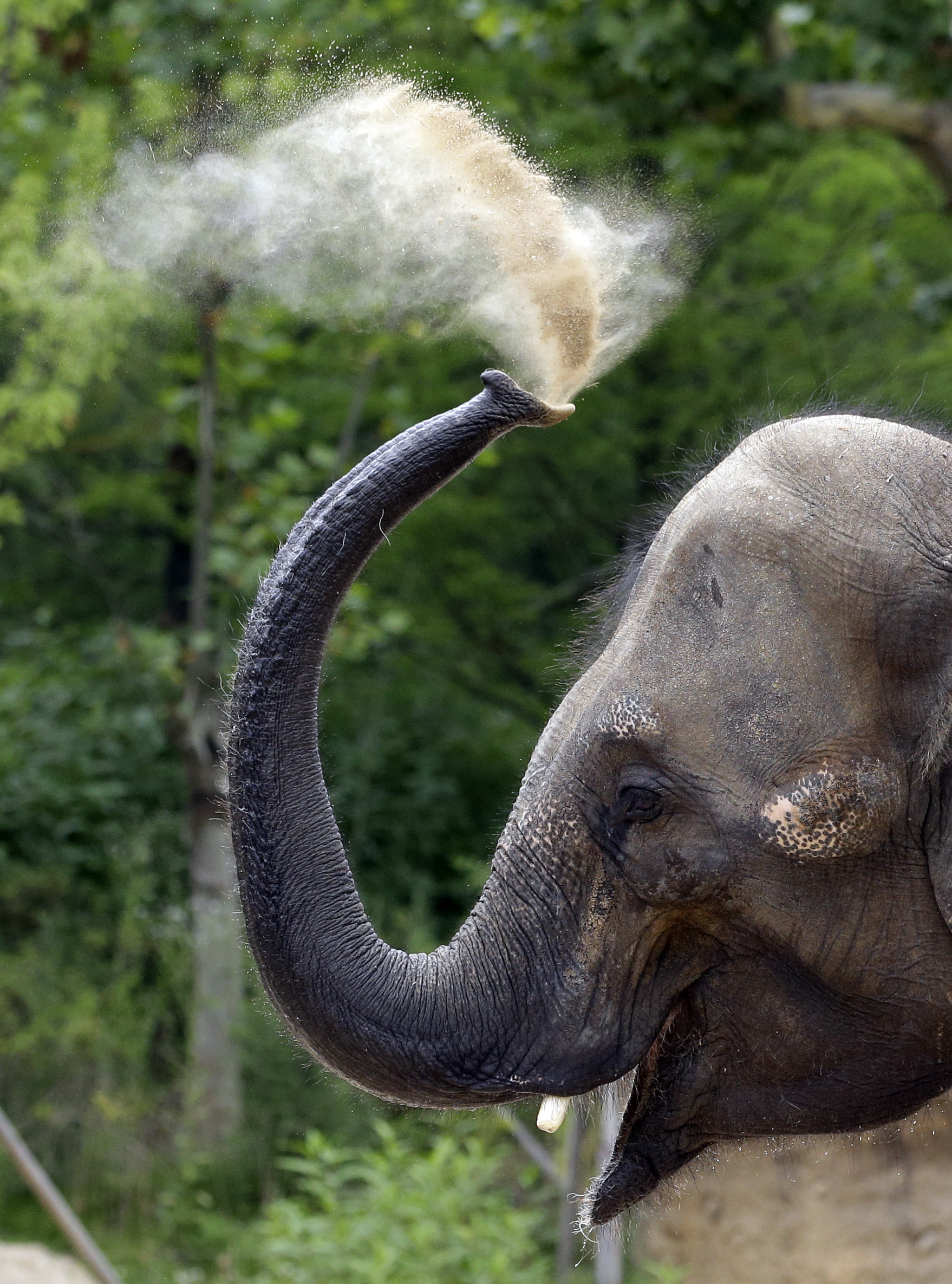 Ο ελέφαντας διαθέτει τελικά την καλύτερη όσφρηση μεταξύ των θηλαστικών